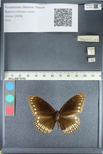 Media type: image;   Entomology 159870
